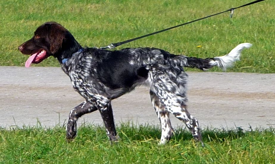 Small Munsterlander