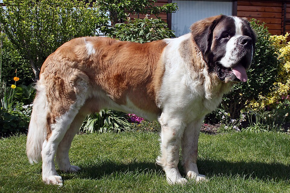 St Bernard