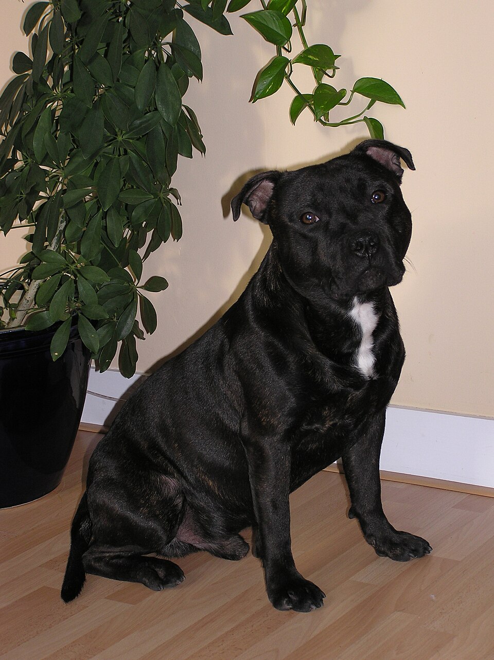 Staffordshire Bull Terrier