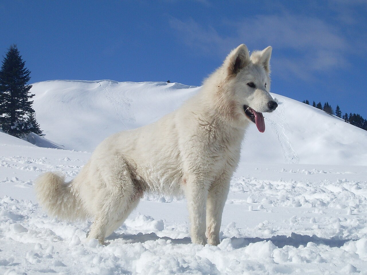 White Swiss Shepherd Dog