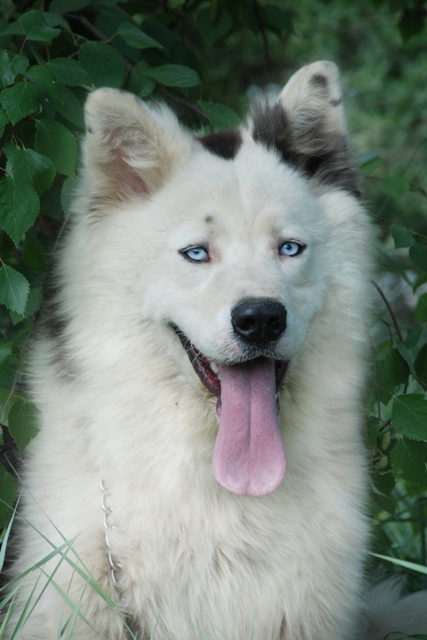 Yakutian Laika